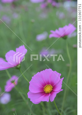 Pink and red flowers blooming in a cosmos field Pink and red flowers blooming in a cosmos field 131907751