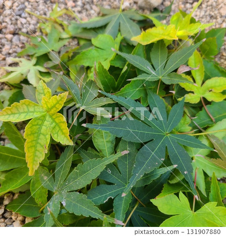 Bright green autumn leaves 131907880