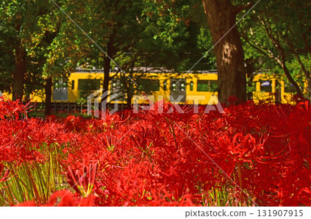 A collaboration between red spider lilies and trains A collaboration between red spider lilies and trains 131907915