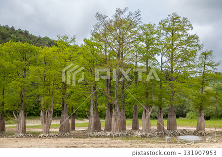 cypress trees with exposed roots grow in a wetland area surrounded by lush greenery under a cloudy sky 131907953