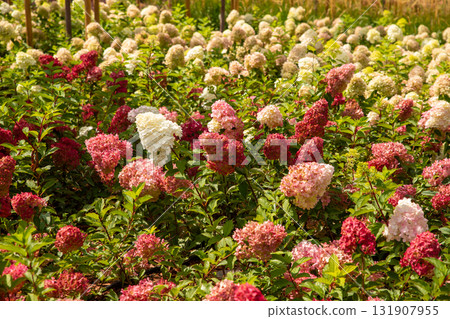 panicle red hydrangea Pink Shade. Large clusters of white pink hydrangea flowers in garden or park. Close up view panicle red hydrangea Pink Shade. Large clusters of white pink hydrangea flowers in garden or park. Close up view 131907955