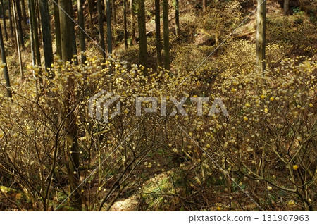 燒森山mitsumata殖民地 131907963