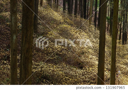燒森山mitsumata殖民地 131907965