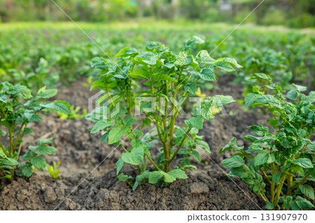 organic farm. green young potato plant in row in field. side view organic farm. green young potato plant in row in field. side view 131907970