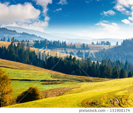 forest on grassy hill in autumn. beautiful rural scenery with rolling pasture. mountainous countryside of transcarpathia. sunny day. warm october weather in carpathians 131908174