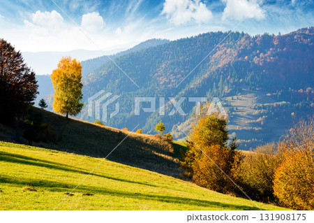sunny autumn afternoon in mountain landscape. beautiful view of trees in fall foliage on the hillside. alps of carpathian countryside of ukraine on a sunny day under blue sky 131908175