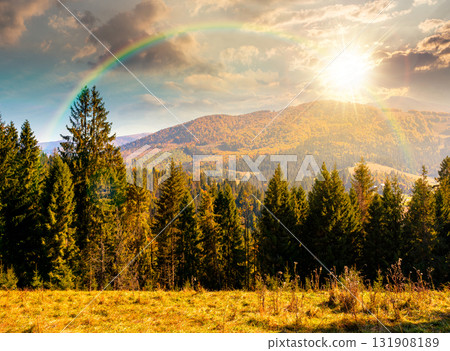 landscape with coniferous forest behind the meadow in autumn at sunset. nature background with blue sky and mountain ridge in evening light. alpine woodland 131908189