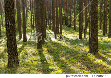 Sunny day in a beautiful pine forest 131908338