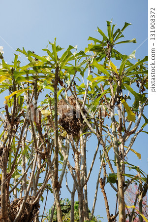 Nest of birds on a tall tree in blue sky 131908372