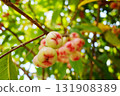 Close up fresh rose apple branch with leaf in tropical garden 131908389