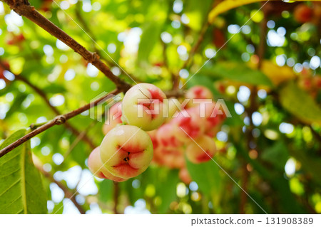 Close up fresh rose apple branch with leaf in tropical garden Close up fresh rose apple branch with leaf in tropical garden 131908389