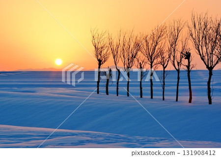黎明時分，新潟縣小千谷市池之原雪原的紅葉 131908412