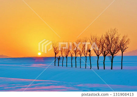 黎明時分，新潟縣小千谷市池之原雪原的紅葉 131908413