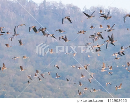 Greater White-fronted Geese Leaving Their Roosts All at Once 131908633