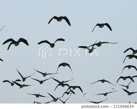 Silhouettes of white-fronted geese flying in the morning sky 131908634