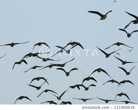 Silhouettes of white-fronted geese flying in the morning sky Silhouettes of white-fronted geese flying in the morning sky 131908636