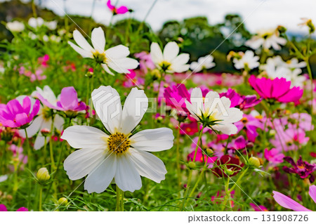 Cosmos blooming in the autumn fields Cosmos blooming in the autumn fields 131908726