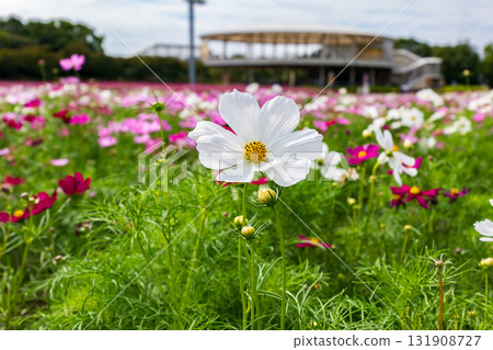 Cosmos blooming in the autumn fields Cosmos blooming in the autumn fields 131908727
