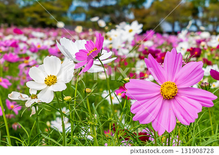 Cosmos blooming in the autumn fields 131908728