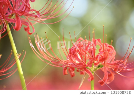 Vivid and beautiful red spider lilies, bokeh, close-up Vivid and beautiful red spider lilies, bokeh, close-up 131908738
