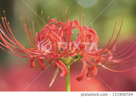 Vivid and beautiful red spider lilies, bokeh, close-up Vivid and beautiful red spider lilies, bokeh, close-up 131908784