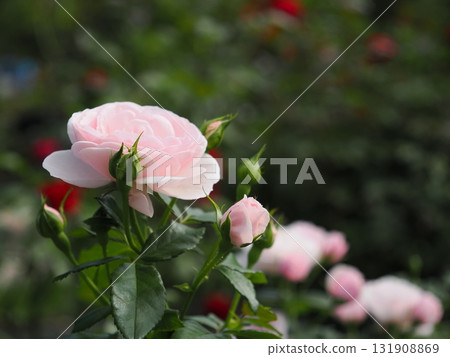 淺玫瑰色粉紅色 131908869