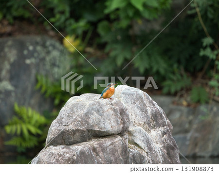 停在岩石上的金魚 停在岩石上的金魚 131908873