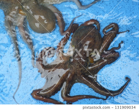 Multiple common octopuses Multiple common octopuses 131909034