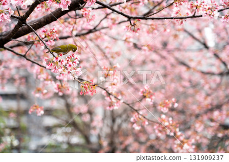 Bird is perched on branch of pink color sakura (Cherry) during blossom period 131909237