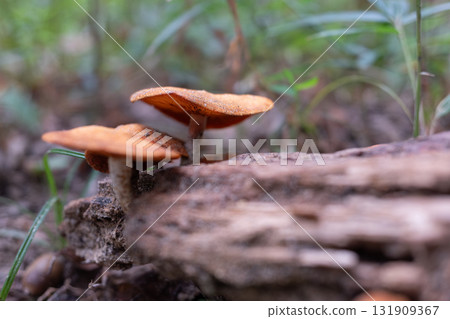 Giant laughing mushroom growing on a fallen tree in the forest Giant laughing mushroom growing on a fallen tree in the forest 131909367
