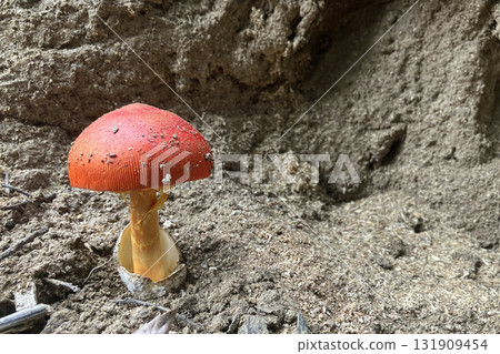 Egg mushrooms growing in the forest Egg mushrooms growing in the forest 131909454