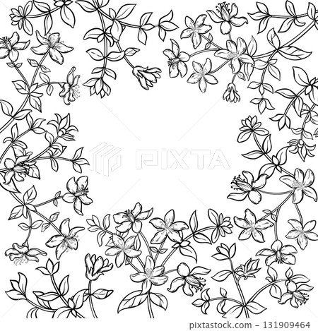 Tutsan Plant with Flowers Outline Frame. 131909464