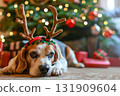 Festive Beagle in cute reindeer antlers lying near a beautifully decorated Christmas tree. Holiday cheer. Tired of decorating for New Year's Eve. Dog with deer headband. Cute pet with deer horns 131909604