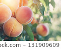 Fresh Ripe Peaches Grow on the Tree on a green natural plantation background. Peach Trees with Juicy Fruits hanging on a branches in sunlight. Closeup. Peach orchards. Harvesting, agriculture crop 131909609