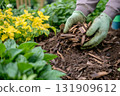 Gardener is Applying Mulch in a Beautifully Designed Landscape for Plant Care and Growth. Person in Gloves is carefully placing wood mulch around the colorful plants in a autumnal garden. Autumn work 131909612