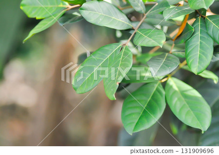 rambutan tree, rambutan plant or Nephelium lappaceum Linn 131909696