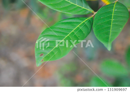 rambutan tree, rambutan plant or Nephelium lappaceum Linn rambutan tree, rambutan plant or Nephelium lappaceum Linn 131909697