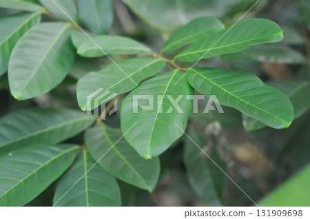 rambutan tree, rambutan plant or Nephelium lappaceum Linn rambutan tree, rambutan plant or Nephelium lappaceum Linn 131909698