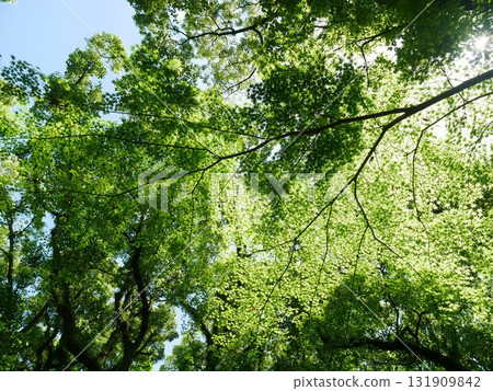 Sunlight 01 131909842