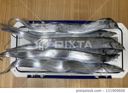 I caught a lot of hairtails I caught a lot of hairtails 131909888