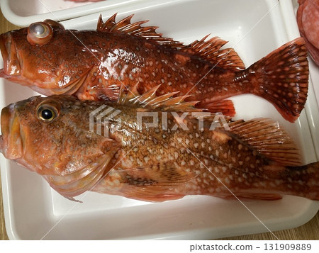 I accidentally caught a rockfish I accidentally caught a rockfish 131909889
