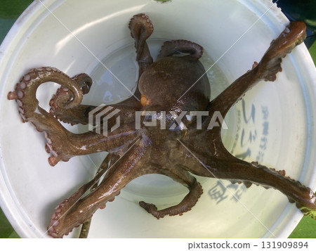 I caught a true octopus I caught a true octopus 131909894