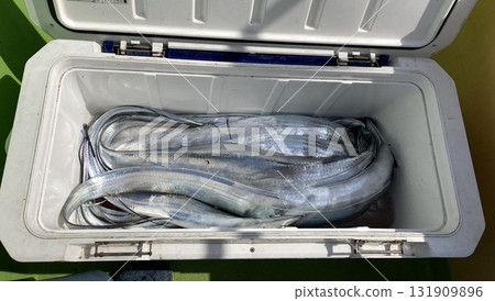 我抓了很多帶魚 我抓了很多帶魚 131909896