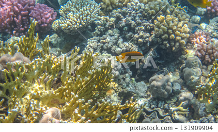 Yellow fire coral (Millepora) and Pomacentrus sulfureus tropical fish. Colorful marine life, fish and corals. Underwater photography from snorkeling in the tropical sea. Aquatic wildlife. 131909904