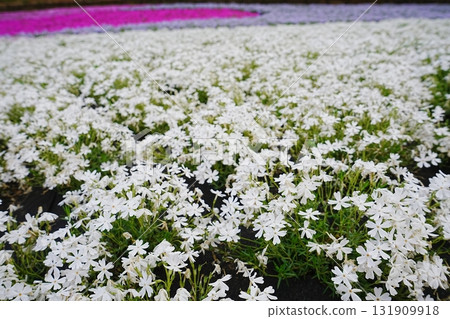 日本埼玉縣秩父市羊山公園芝櫻之丘 131909918