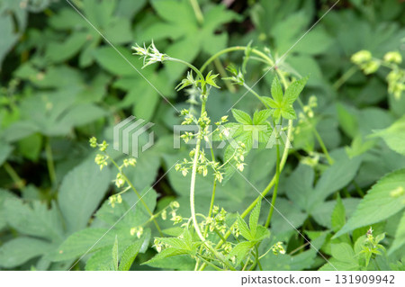 Canarum 花（引起秋季花粉熱的植物） 131909942