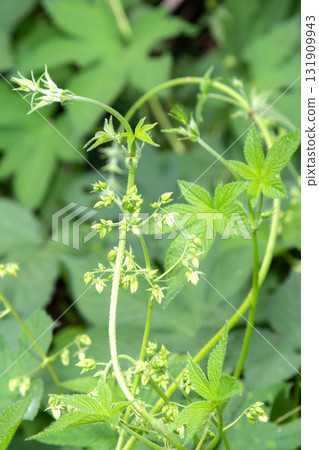 Kanamgura flower (the plant that causes autumn hay fever) Kanamgura flower (the plant that causes autumn hay fever) 131909943