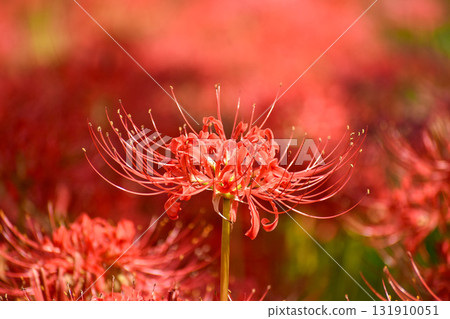 Red spider lily blooming bright red 131910051