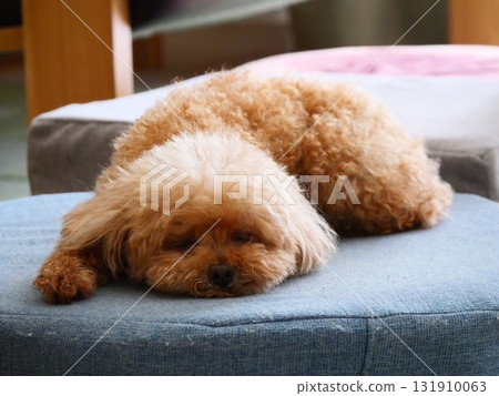 Sleepy dog Sleepy dog 131910063