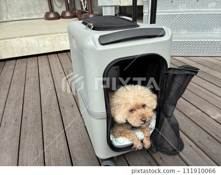 Dog in a carrier bag 131910066